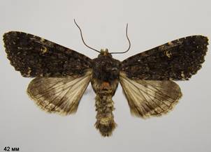 M.persicariae_2