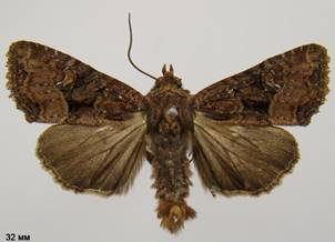 M.secalis_1