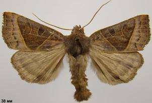 M.oxalina_1