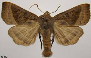 M.oxalina_2