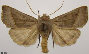 M.oxalina_3