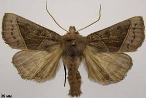 M.oxalina_4