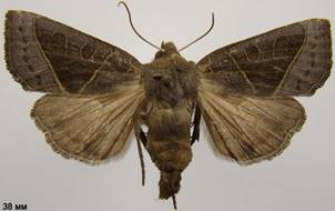 M.oxalina_5