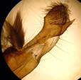 M.adusta_val_seria_trostian