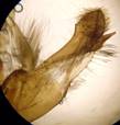M.adusta_val_seria_trostian_