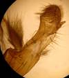 M.adusta_val_seria_trostian__