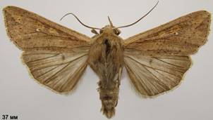 M.unipuncta