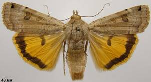N.orbona_1