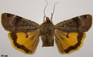 N.orbona_2