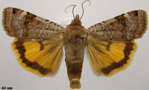 N.orbona_3
