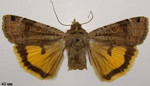 N.orbona_4