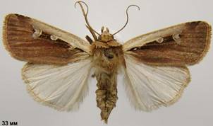 O.plecta_1