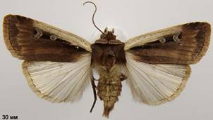 O.plecta_2