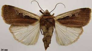 O.plecta_3