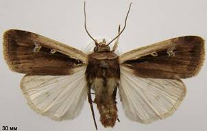 O.plecta_5