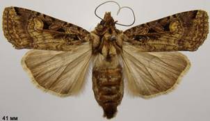 O.polygona