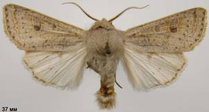 O.gracilis_1