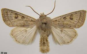 O.gracilis_2
