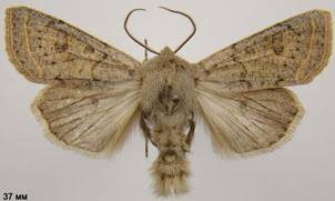 O.gracilis_3