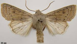 O.gracilis_4