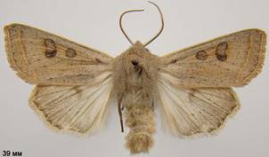 O.gracilis_6