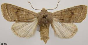 O.gracilis_7