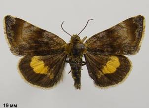 P.tenebrata_1
