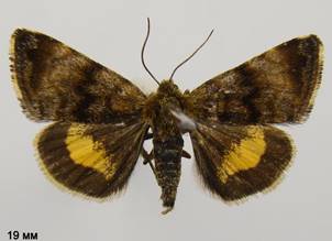 P.tenebrata_2