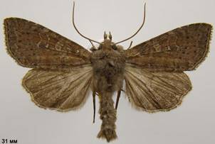 P.suspecta