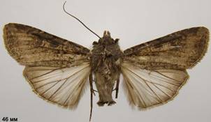 P.saucia