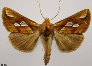 P.festucae
