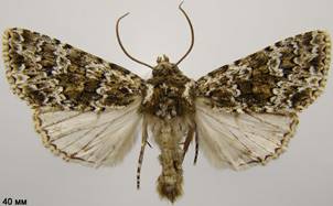 P.polymita