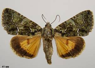 P.sericata_5