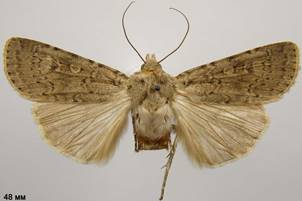 R.arenacea_1