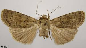 R.arenacea_2