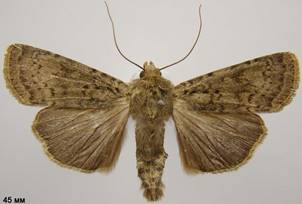 R.simulans_2