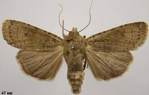 R.simulans_3