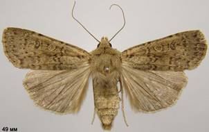 R.simulans_4