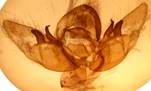R.simulans_gen_30.07.14_seria.