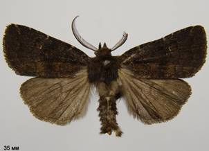 C.ferruginea_4