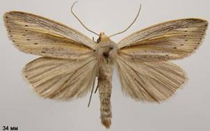 S.flammea.%20