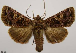 S.rivularis