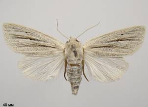 S.albovenosa_106