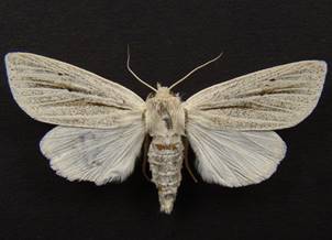 S.albovenosa_106.
