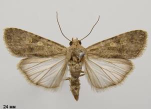 S.exigua_1