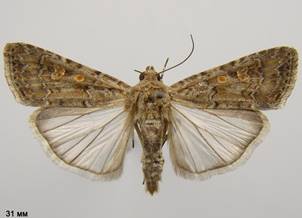 S.exigua_2