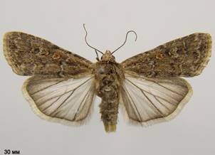 S.exigua_3
