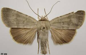 S.lucernea_1