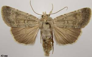 S.lucernea_2