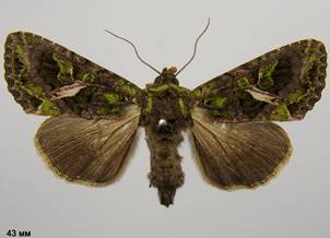 T.atriplicis_2